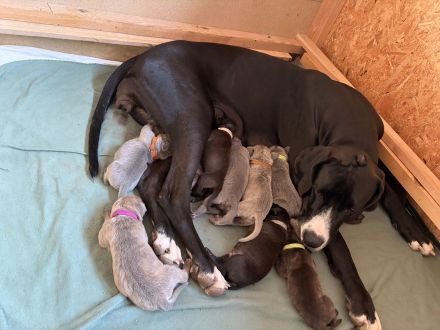 Deutsche Doggen-Welpen