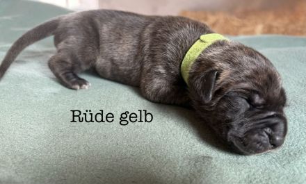 Deutsche Doggen-Welpen