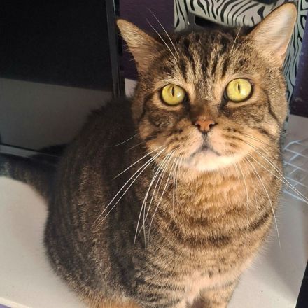 Kater Yoma, freundlich und selbständig, braucht ein ruhiges Zuhause
