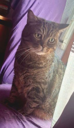 Kater Yoma, freundlich und selbständig, braucht ein ruhiges Zuhause