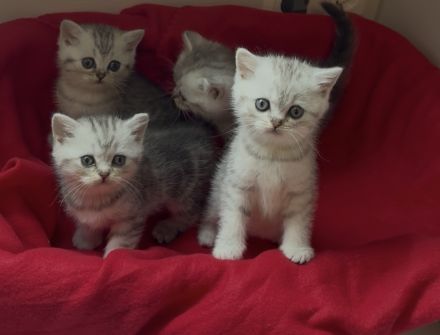 Bkh kitten mit Gesundheitszeugnis