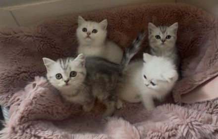 Bkh kitten mit Gesundheitszeugnis