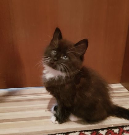 Kitten kater