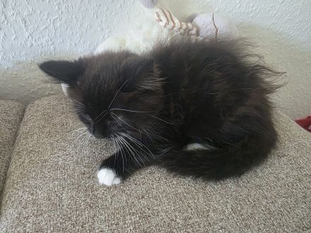 Kitten kater