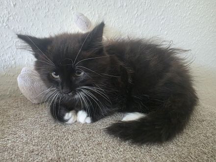 Kitten kater