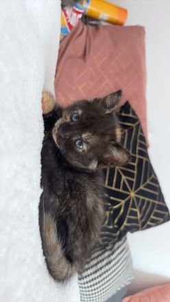 (Bkh) kitten suchen ein Zuhause