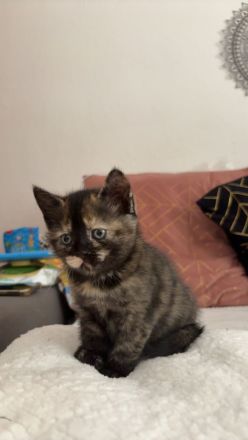 (Bkh) kitten suchen ein Zuhause