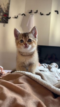 (Bkh) kitten suchen ein Zuhause
