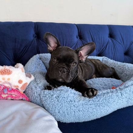 Französische Bulldoggen-Hündin