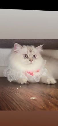 Wunderschöne Britisch Langhaar Kitten (BLH) ❤️ Reservierung möglich 🐾
