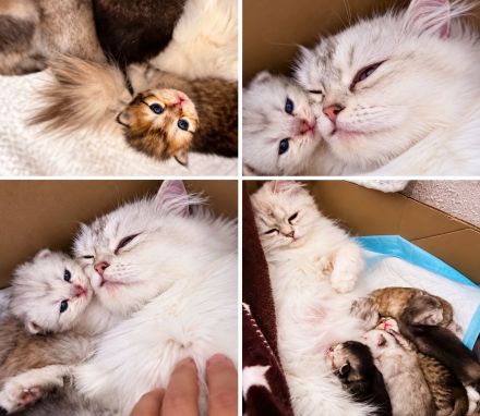 Wunderschöne Britisch Langhaar Kitten (BLH) ❤️ Reservierung möglich 🐾