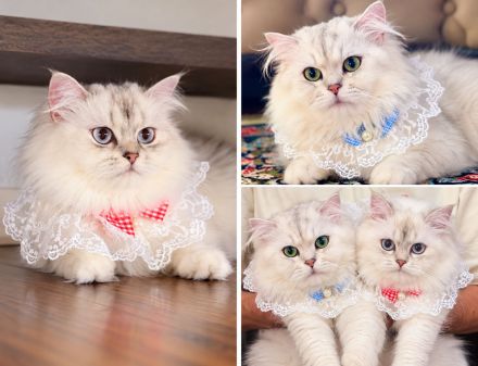 Wunderschöne Britisch Langhaar Kitten (BLH) ❤️ Reservierung möglich 🐾