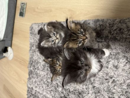 Maine Coon Baby