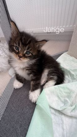 Maine Coon Baby