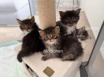 Maine Coon Baby