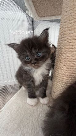 Maine Coon Baby