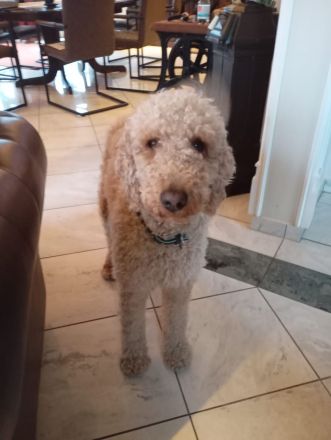Wunderschöne Goldendoodle F1B in apricot