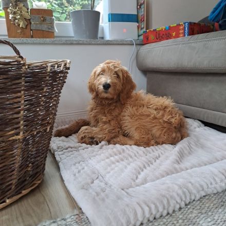 Wunderschöne Goldendoodle F1B in apricot
