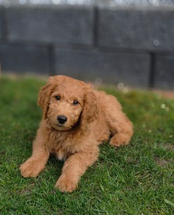 Wunderschöne Goldendoodle F1B in apricot