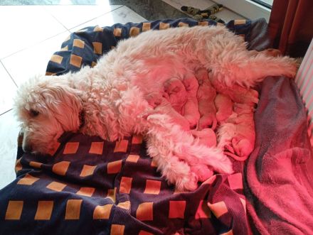 Wunderschöne Goldendoodle F1B in apricot