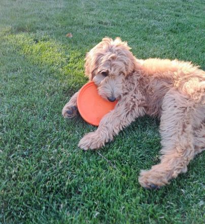 Wunderschöne Goldendoodle F1B in apricot