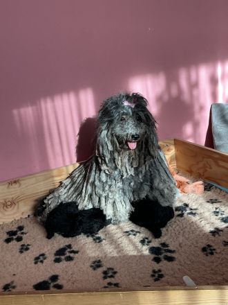 Welpen PULI