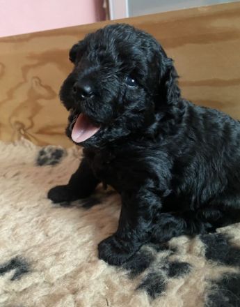 Welpen PULI