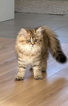 BLH Kitten zum Verlieben