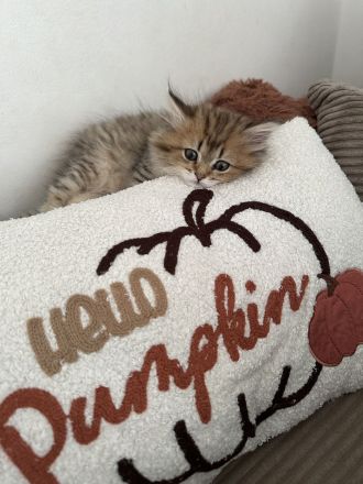 BLH Kitten zum Verlieben
