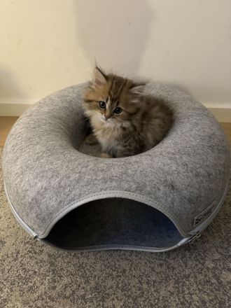 BLH Kitten zum Verlieben