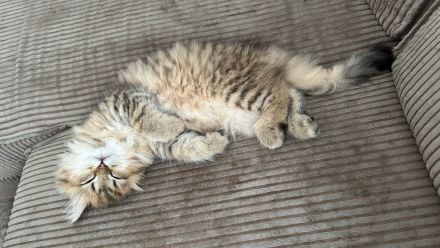 BLH Kitten zum Verlieben