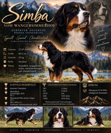 🏆 Simba vom Wangersimmerhof – Gekörter Berner Sennenhund Deckrüde – Bayern