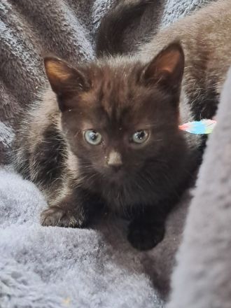 Katzenbabys Bkh Mix