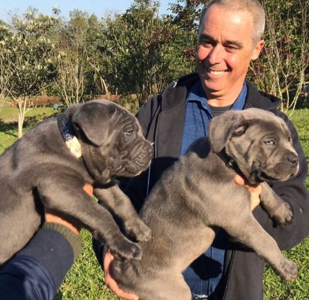 Cane Corso Welpen suchen ein liebevolles Zuhause