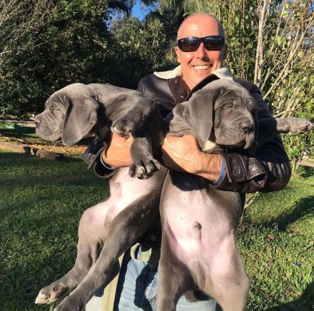 Cane Corso Welpen suchen ein liebevolles Zuhause