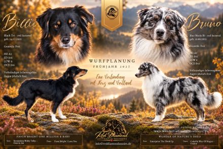 Australian Shepherd Wurfplanung Frühjahr 2027