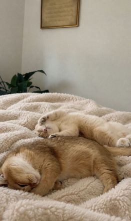 Britisch kurzhaar Katzen
