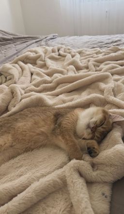 Britisch kurzhaar Katzen