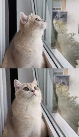Britisch kurzhaar Katzen