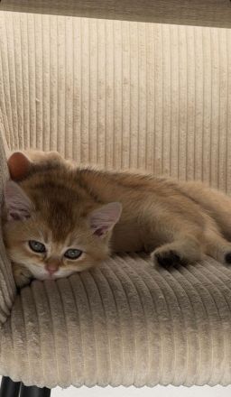 Britisch kurzhaar Katzen