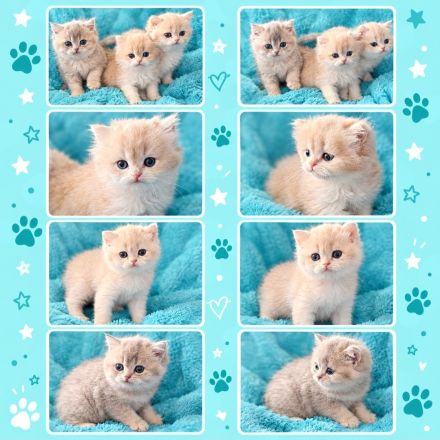 Britisch Kurzhaar und Britisch Langhaar Kitten