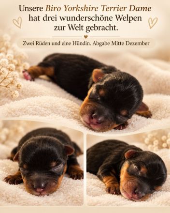 Biro Yorkshire Terrier Welpen- Abgabe Anfange/Mitte Dezember-Rüde und Hündin