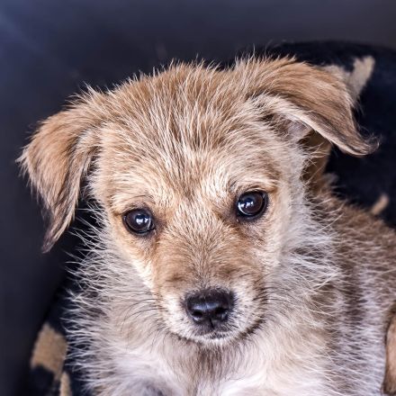 Riley, kleiner Bub möchte die Welt entdecken