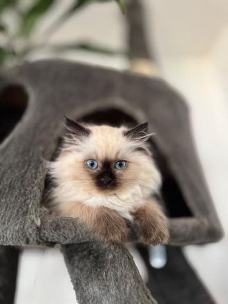 Ragdoll Kitten Seal Colourpoint & Black Solid