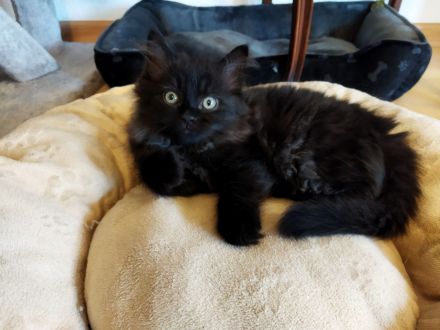 Ragdoll Kitten Seal Colourpoint & Black Solid
