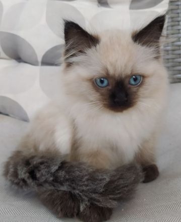 Ragdoll Kitten Seal Colourpoint & Black Solid