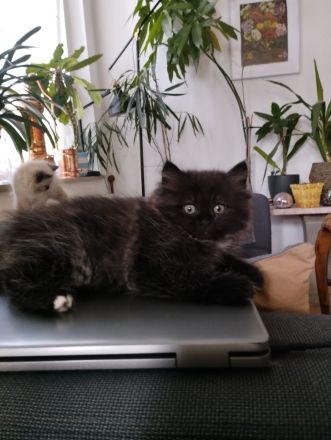 Ragdoll Kitten Seal Colourpoint & Black Solid