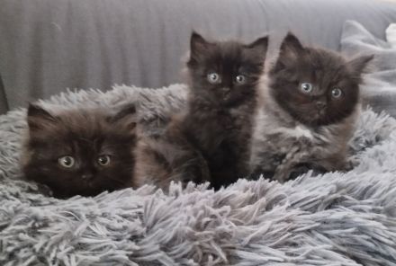 Ragdoll Kitten Seal Colourpoint & Black Solid