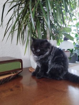 Ragdoll Kitten Seal Colourpoint & Black Solid