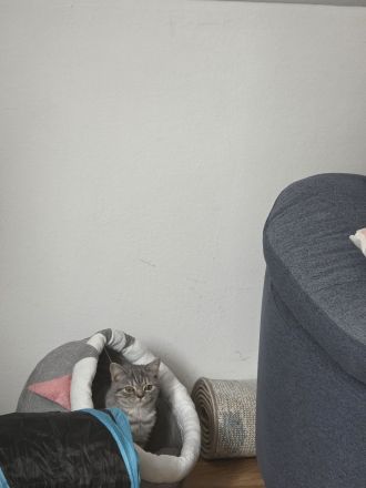 Britisch Kurzhaar kitten